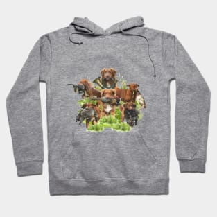 Nova Scotia Duck Tolling Retriever Hoodie